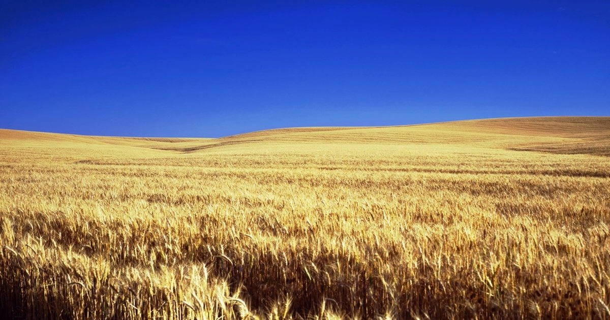 Campo de trigo dourado sob céu azul
