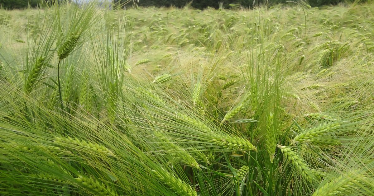 Espigas verdes de cereal em lavoura europeia