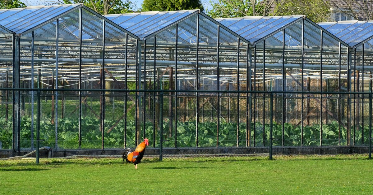 Estufas de vidro para hortaliças na Holanda