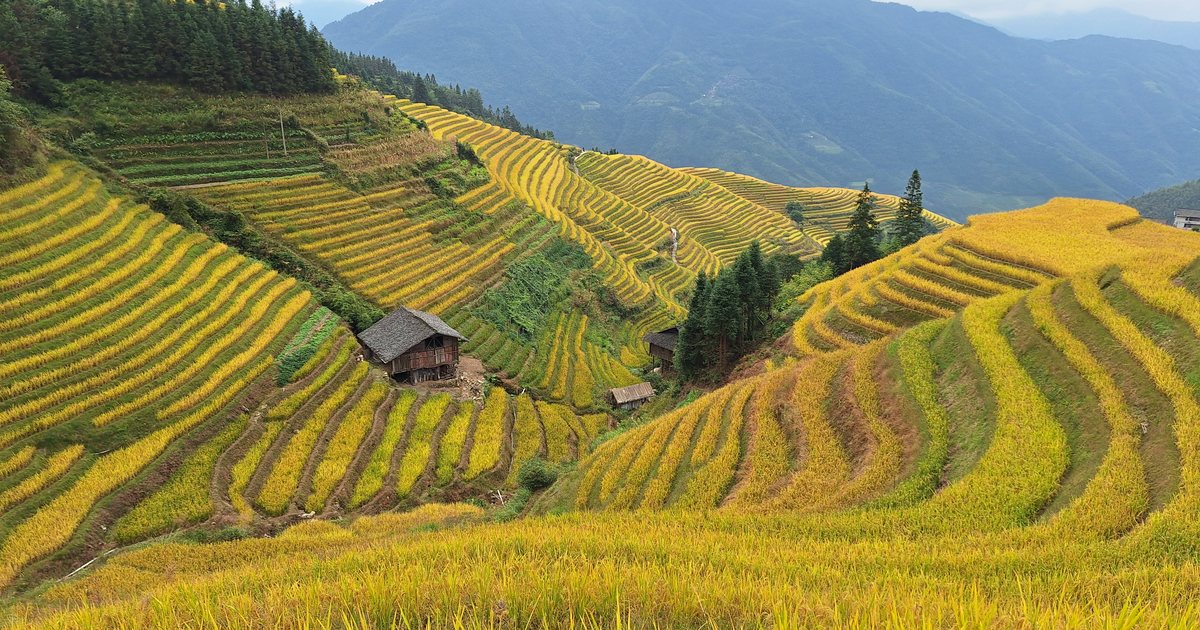 Terraços de arroz em encosta na China