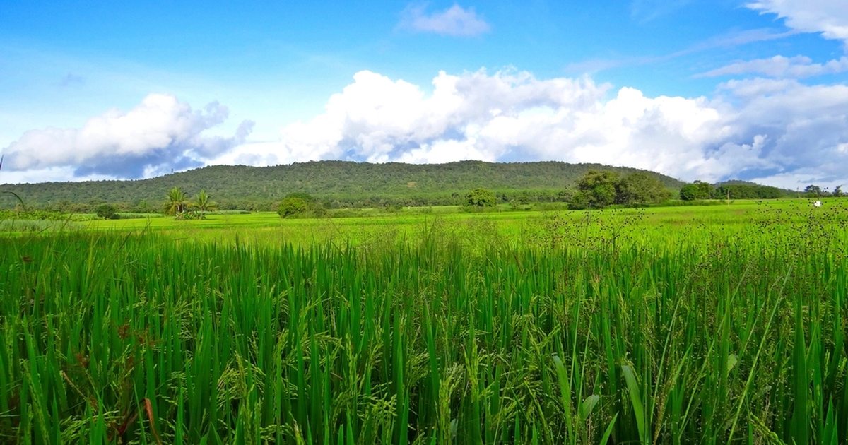 Arrozal verde sob céu de monção