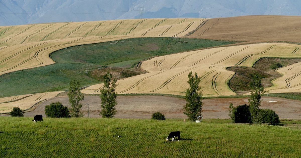 Campos de trigo e pastagens em paisagem seca
