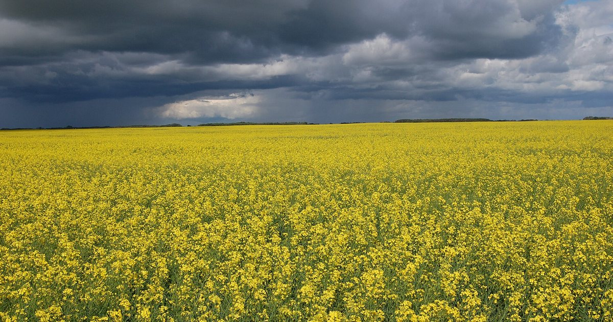 Campo florido de canola amarela sob céu carregado