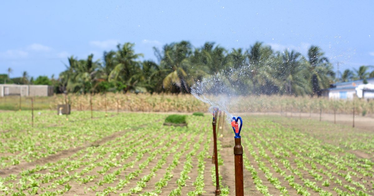Irrigação de hortaliças em campo tropical