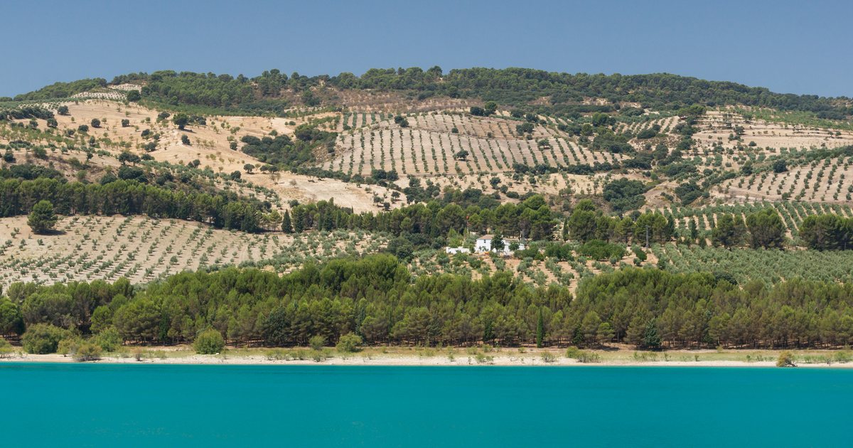 Olival mediterrâneo com oliveiras alinhadas sob sol forte