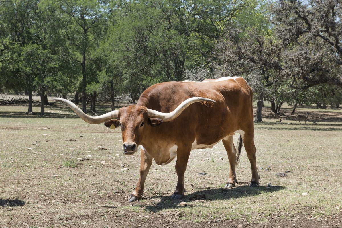 Boi castrado Texas Longhorn com chifres longos e retos em rancho de Boerne, Texas