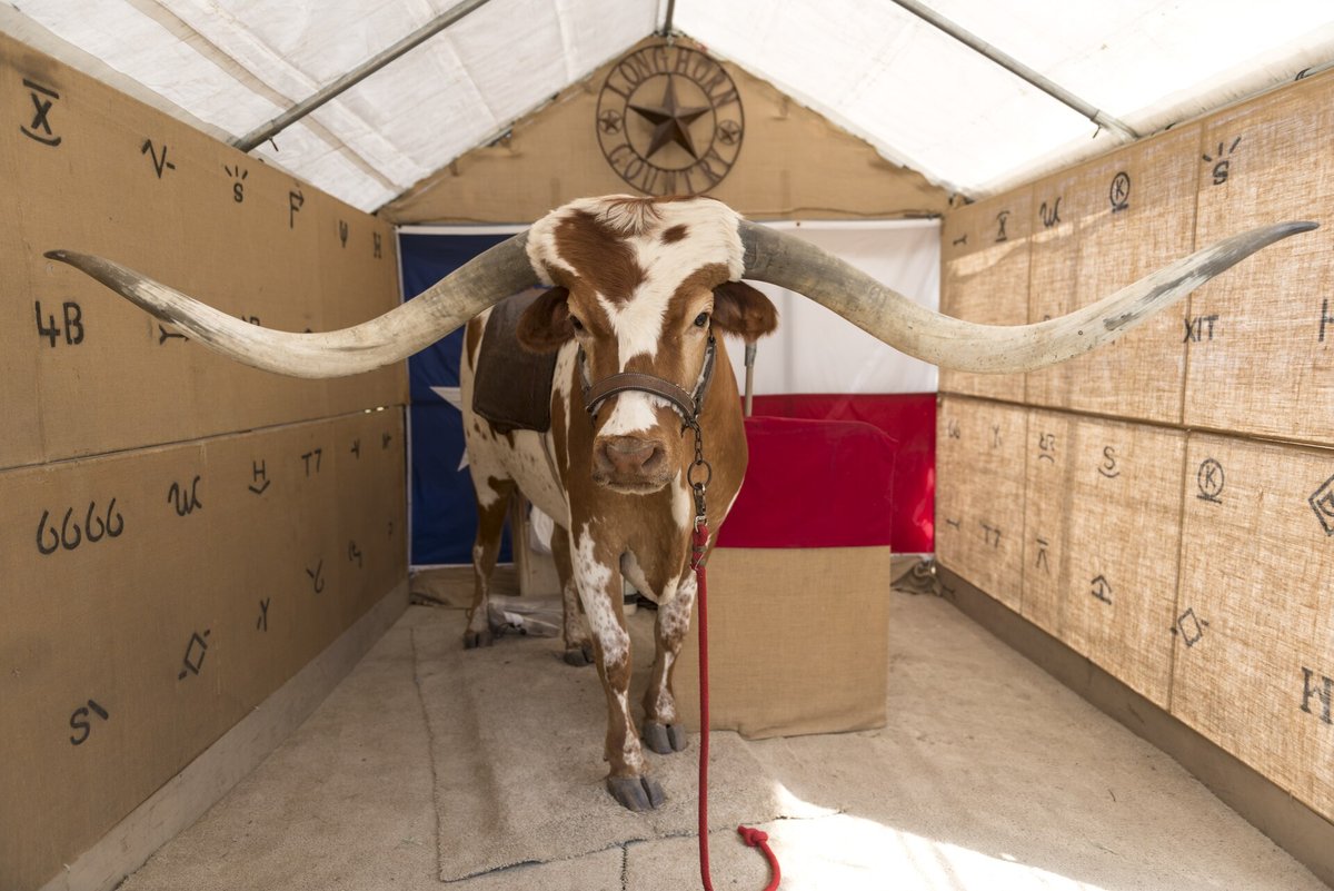 Boi chifrudo campeão Texas Longhorn com chifres que atravessam a tenda da feira de Zapata, Texas
