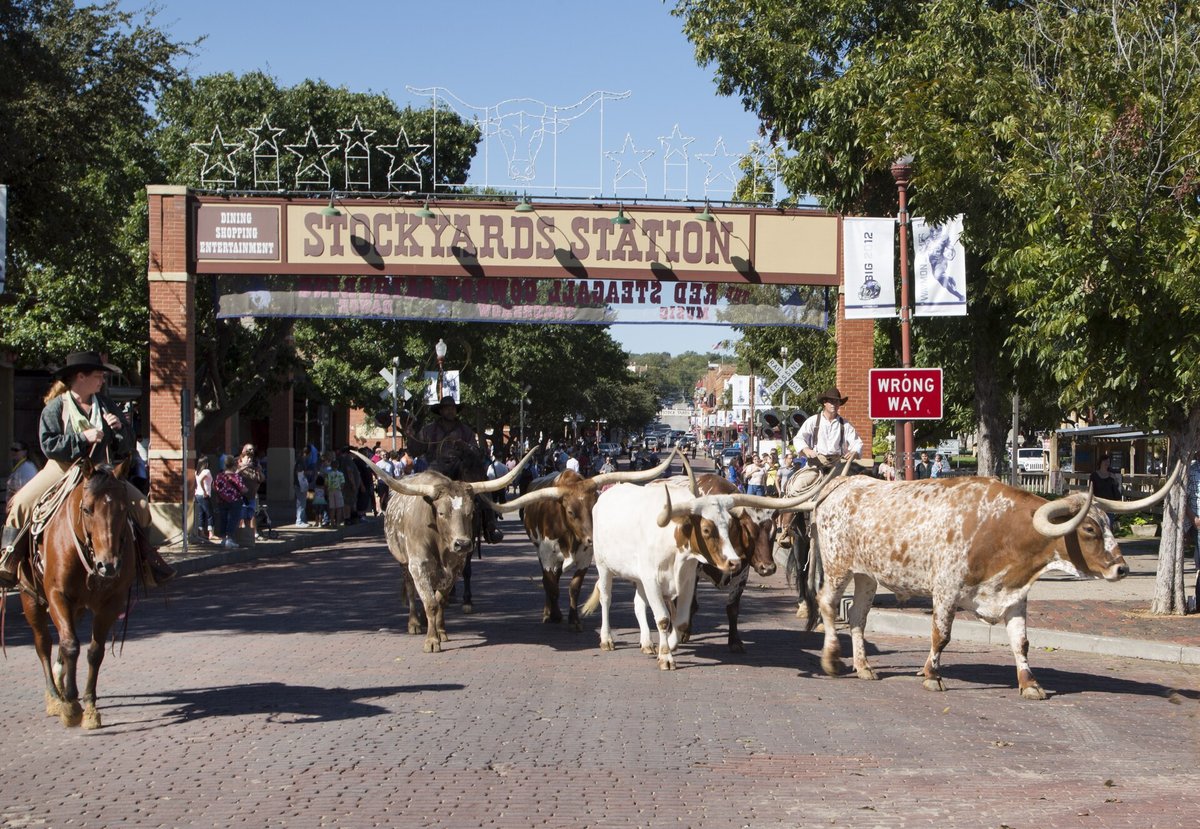 Tropa de bois chifrudos Texas Longhorn conduzida por vaqueiros a cavalo nos Stockyards de Fort Worth