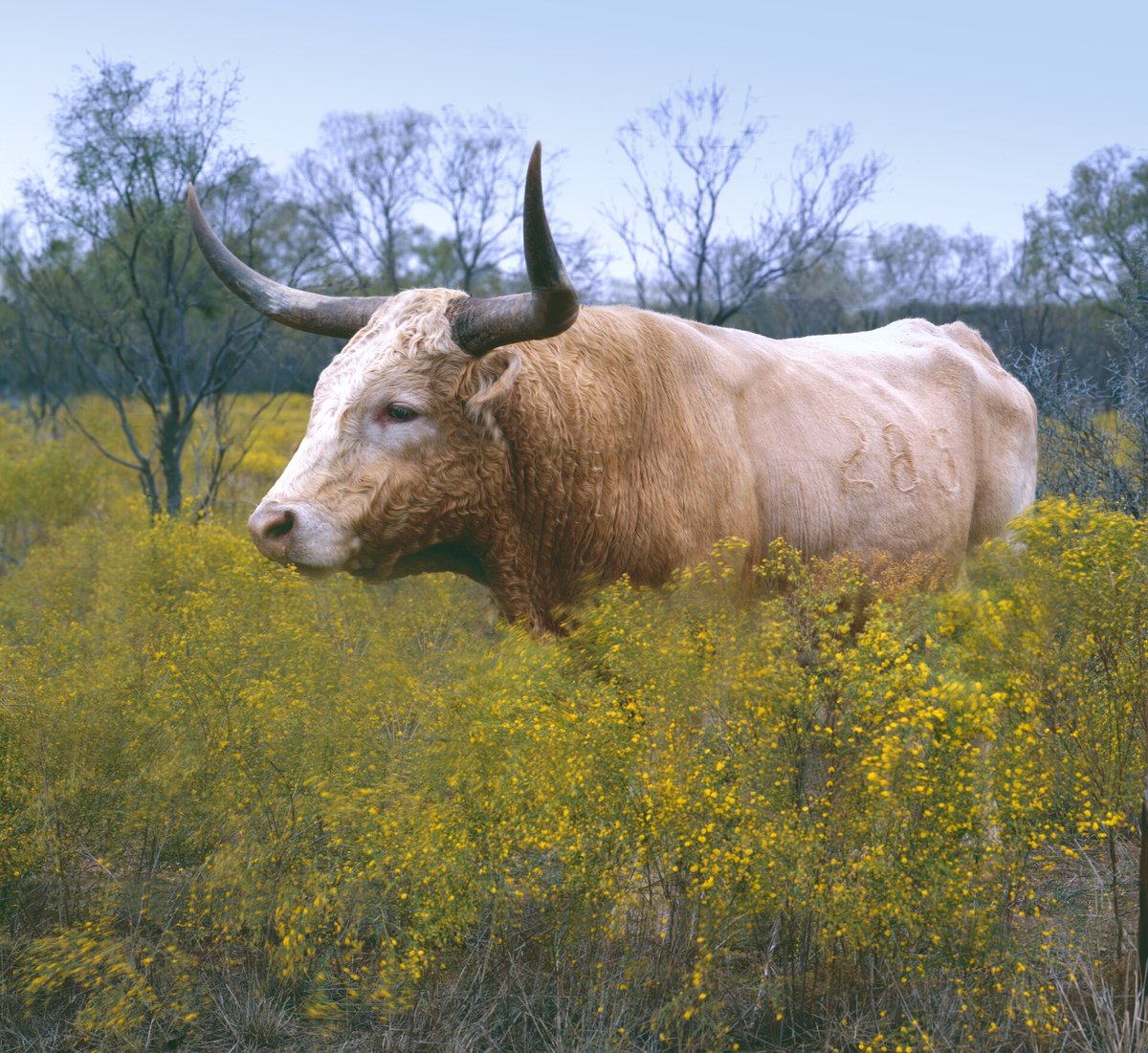 Boi chifrudo Texas Longhorn de pelagem clara com chifres longos entre flores amarelas no Texas