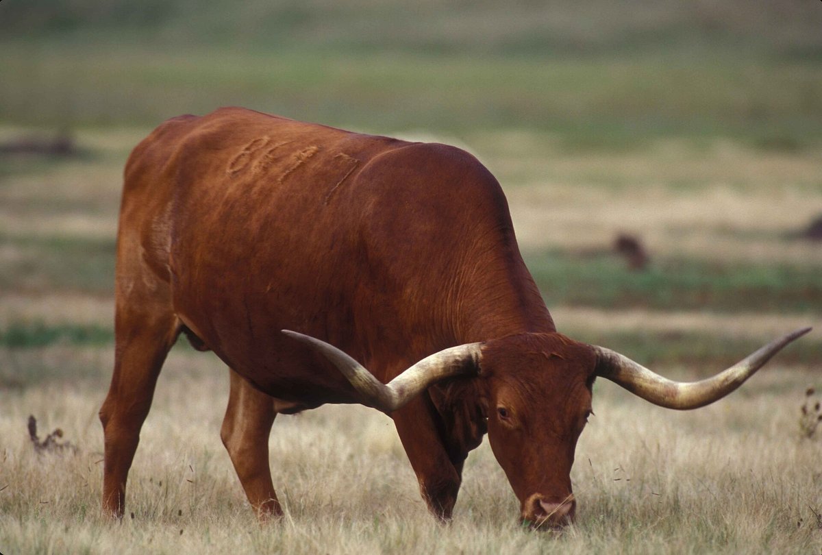 Touro chifrudo da raça Texas Longhorn pastando, com chifres grossos e curvados