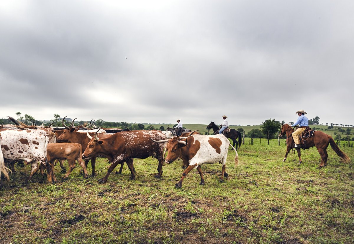 Vaqueiros a cavalo conduzem bois chifrudos Texas Longhorn em rancho de Austin County, Texas