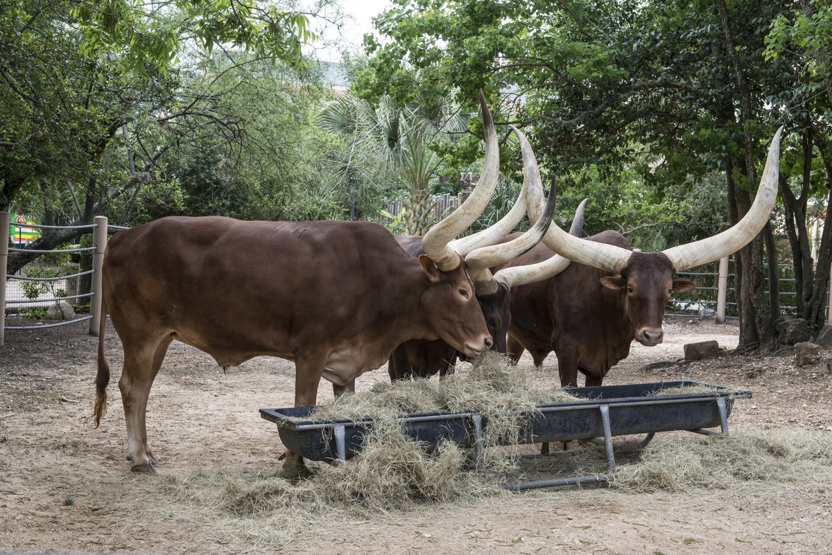 Bois da raça Ankole-Watusi com chifres grossos e enormes no zoológico de Houston, Texas