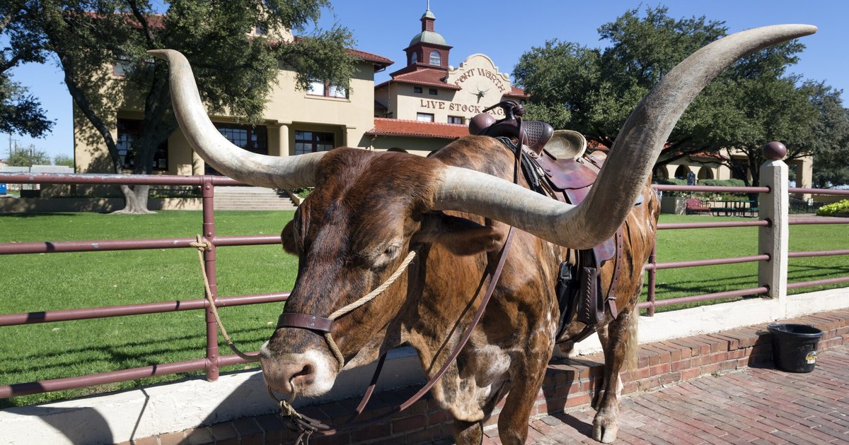 Boi chifrudo da raça Texas Longhorn com chifres enormes nos Stockyards de Fort Worth, Texas