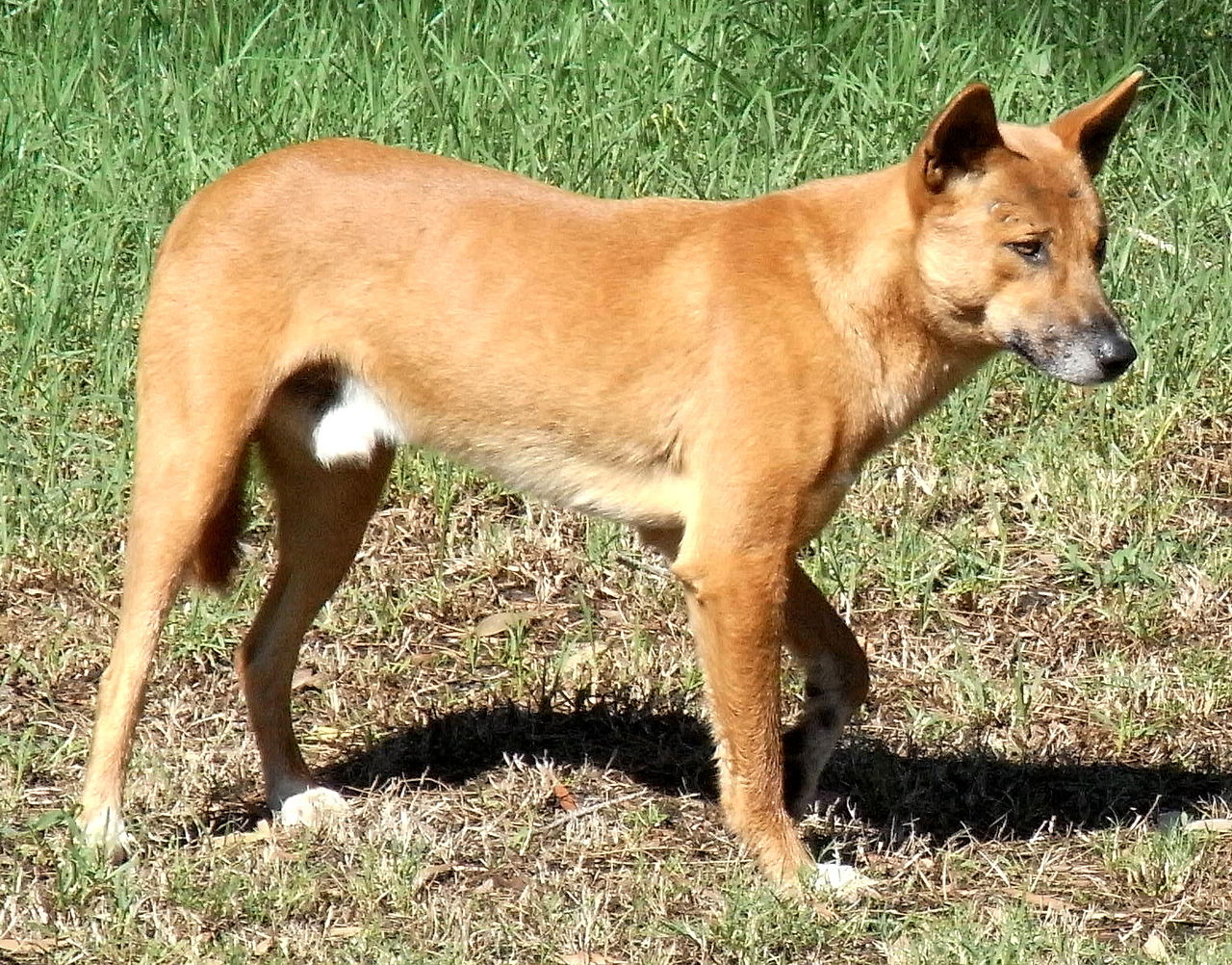 dingo australiano