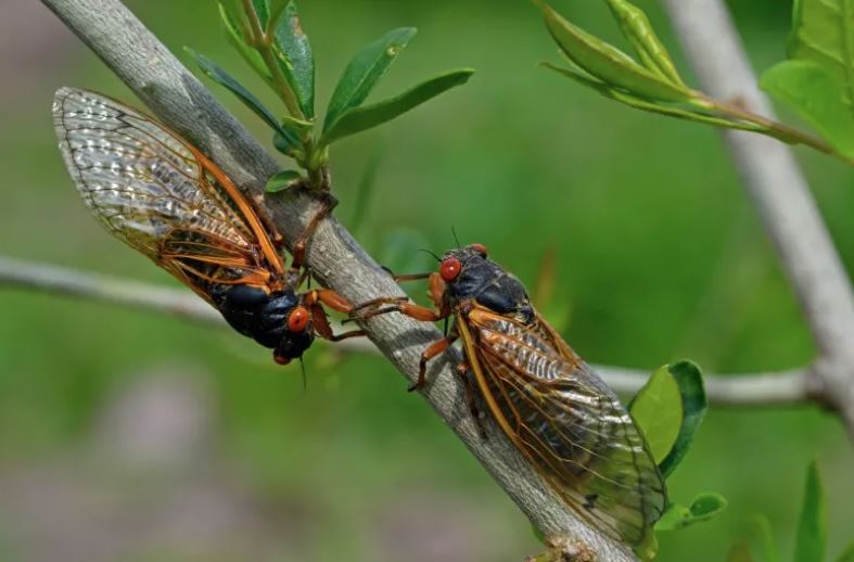 cicada 221 years