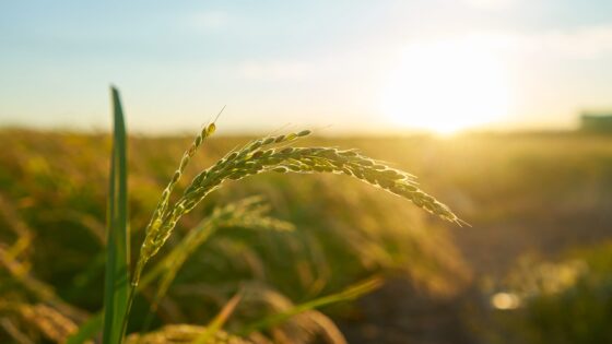 tópicos básicos sobre agricultura