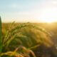 tópicos básicos sobre agricultura