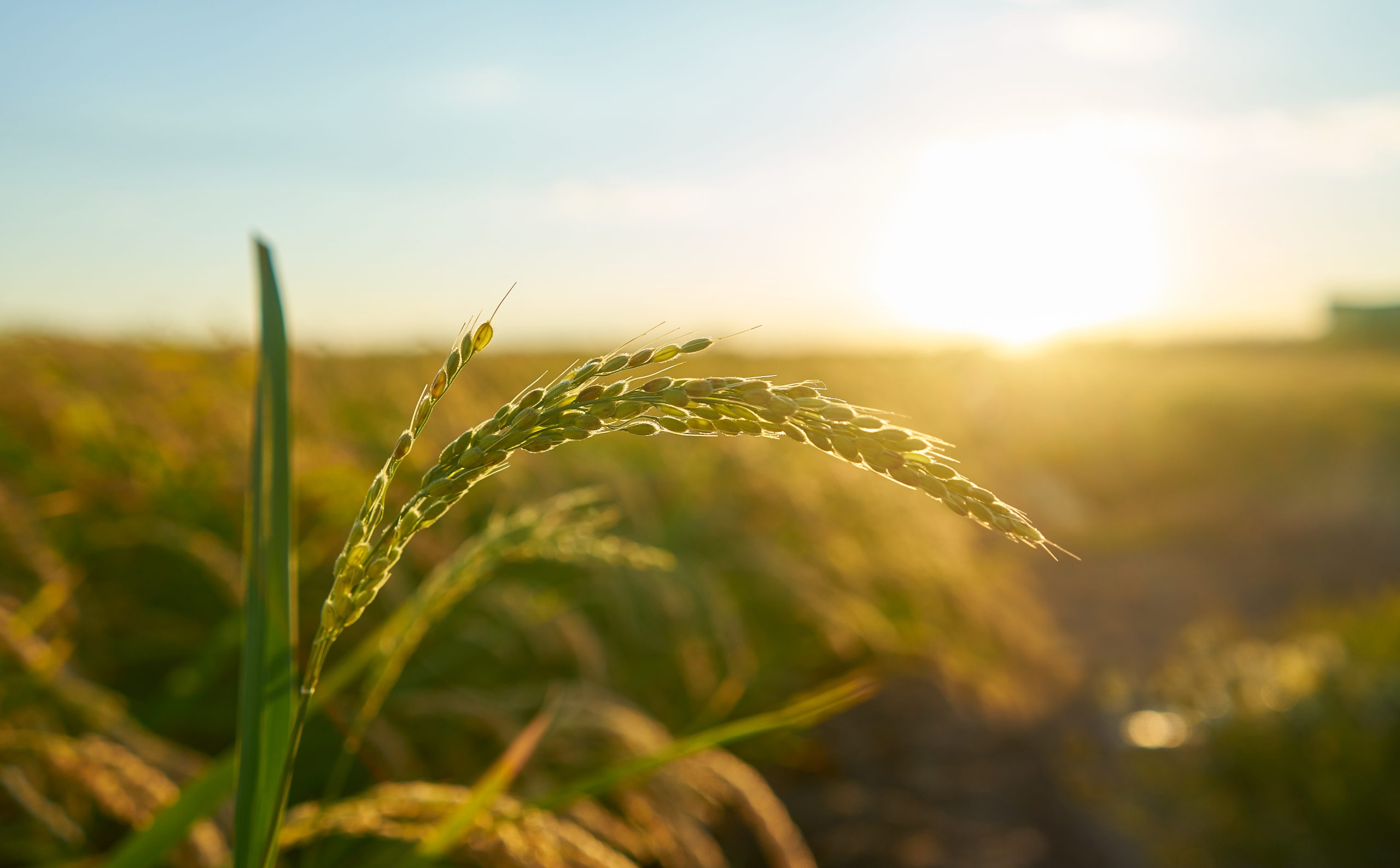 tópicos básicos sobre agricultura