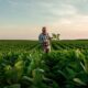 agricultura orgânica no mundo