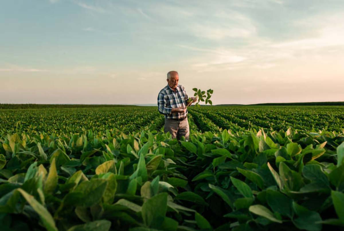 agricultura orgânica no mundo