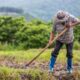 Agricultura de Subsistência