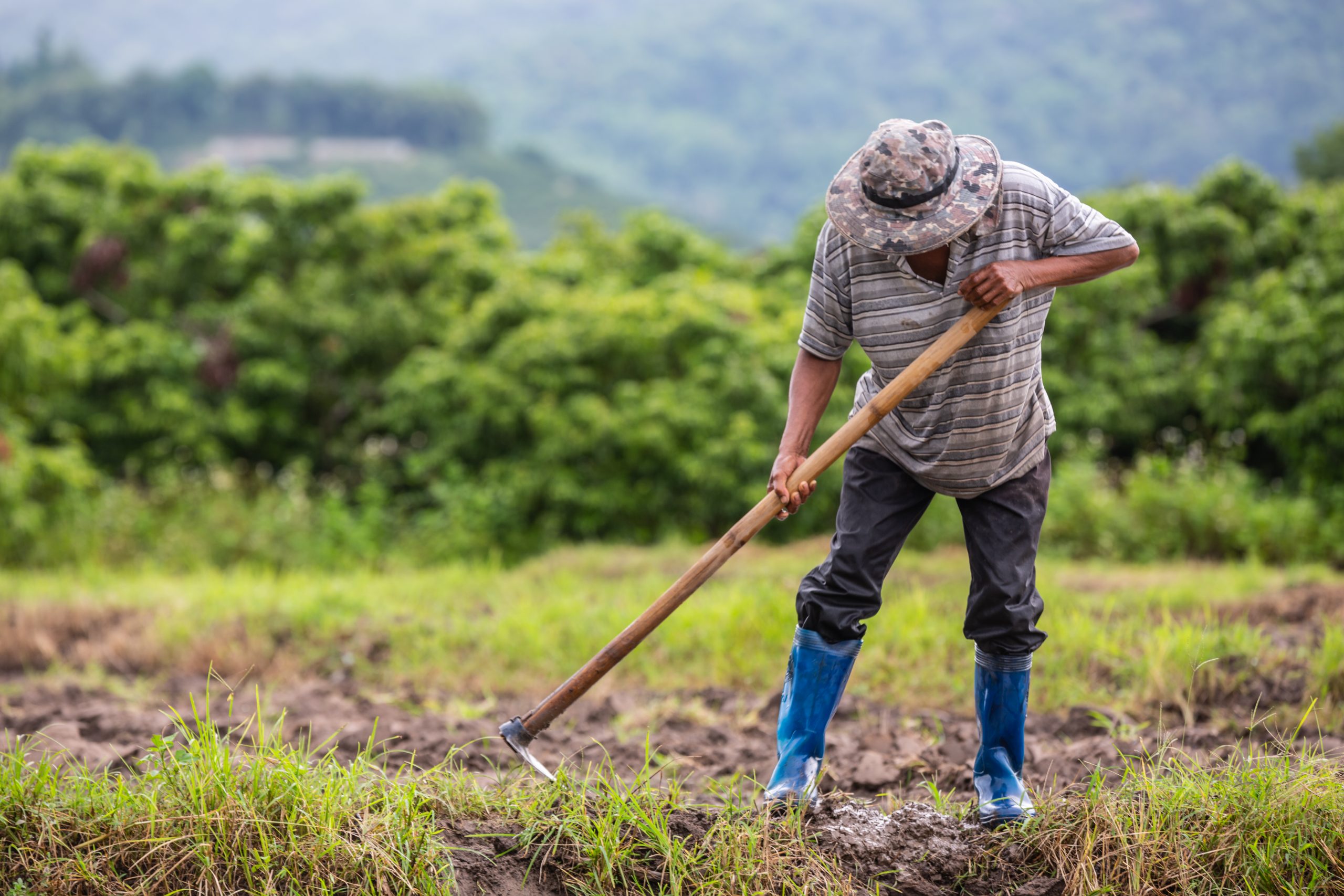 Agricultura de Subsistência