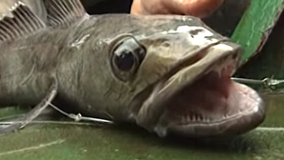 peixe chileno