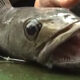 peixe chileno