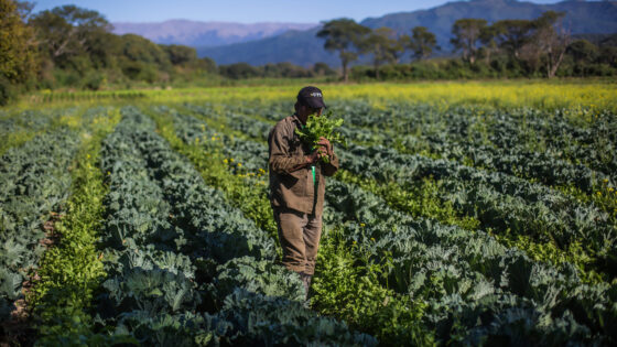 A História da Agricultura na América do Sul