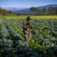 A História da Agricultura na América do Sul