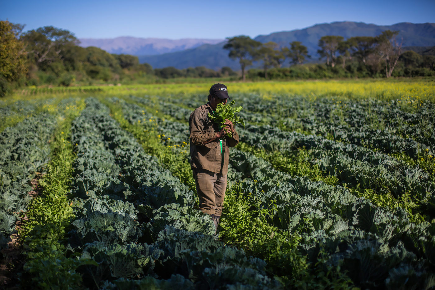 A História da Agricultura na América do Sul
