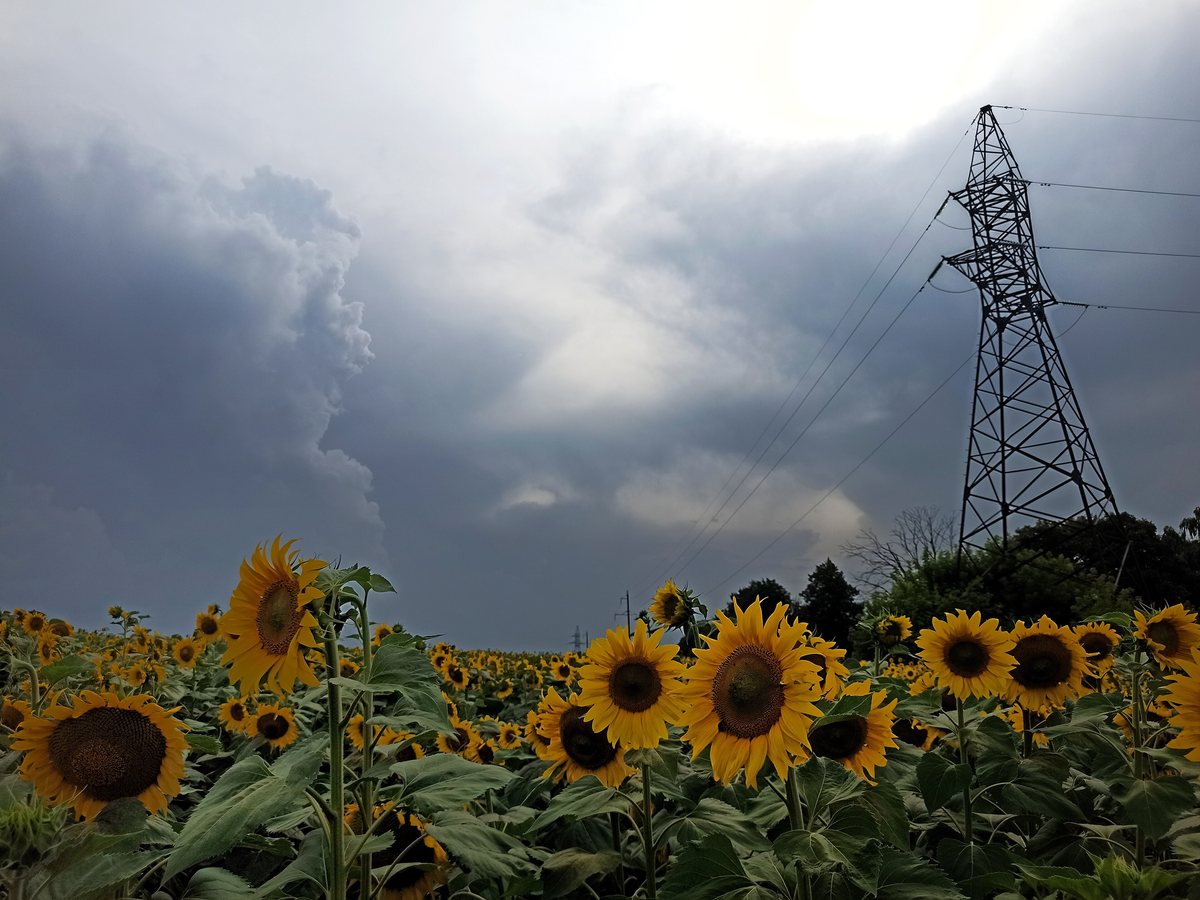 Campo de girassol na Ucrânia com nuvens de tempestade e torre de transmissão ao fundo