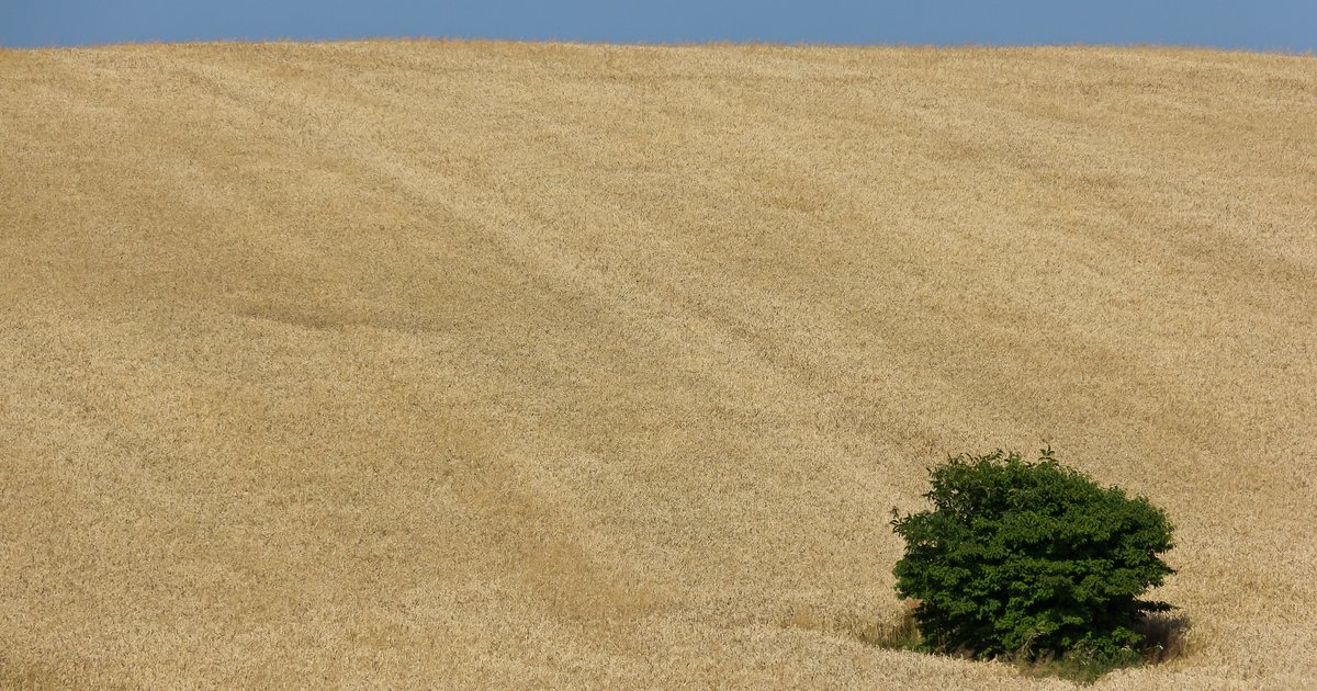 Campo de trigo maduro na região de Lviv, na Ucrânia, sob céu azul