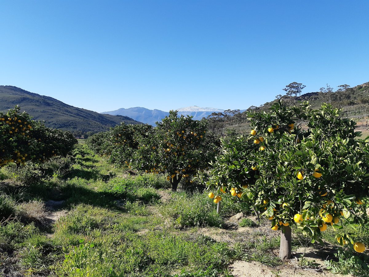 Pomar de laranjas carregado na serra de Piekenierskloof, perto de Citrusdal, na África do Sul