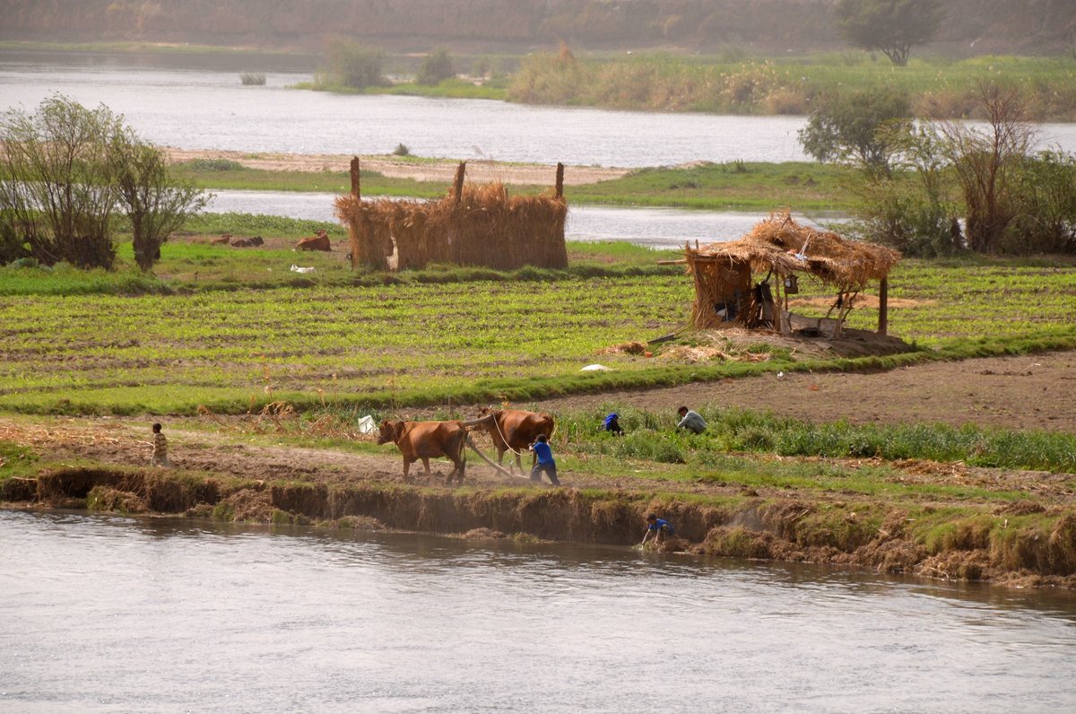 Agricultores aram a terra com dois bois na margem do rio Nilo em Qena, no Egito