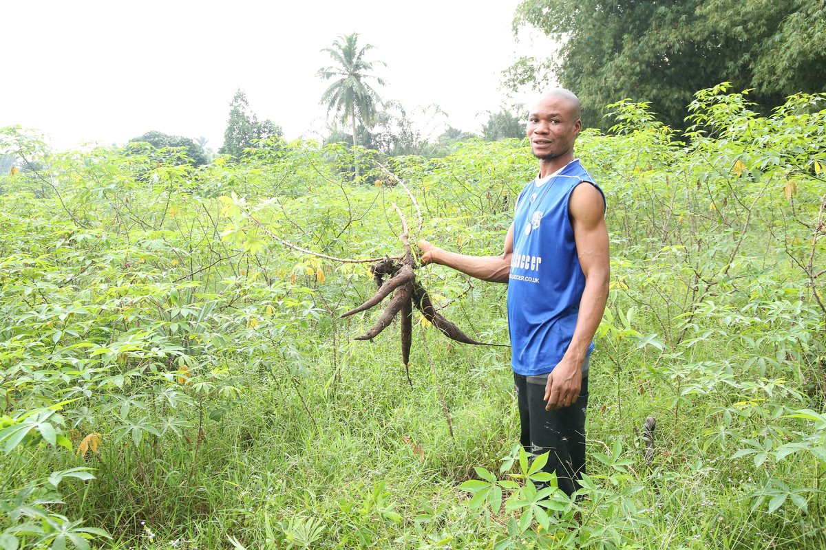 Agricultor segura raízes de mandioca recém-arrancadas numa lavoura na Nigéria
