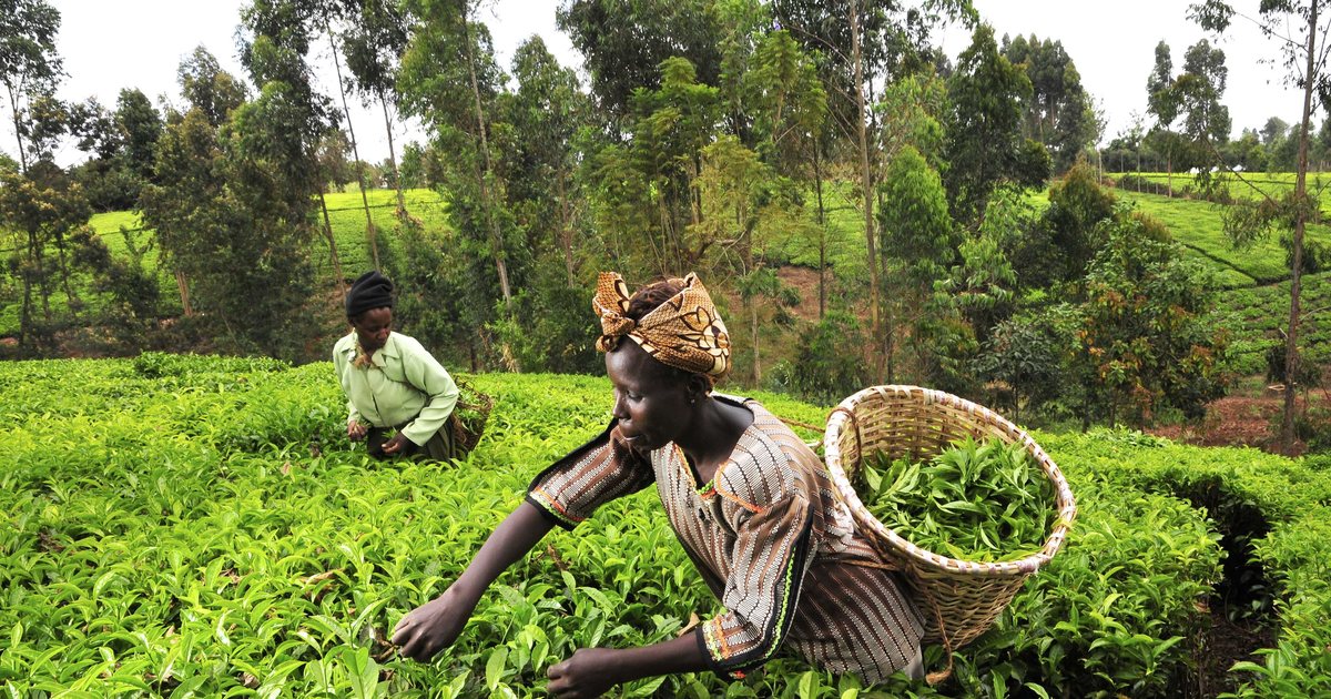 Mulheres colhem folhas de chá com cesto de vime numa plantação da região do Monte Quênia