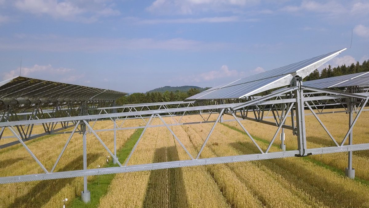 Usina agrivoltaica com painéis solares elevados sobre lavoura de cereais na Alemanha