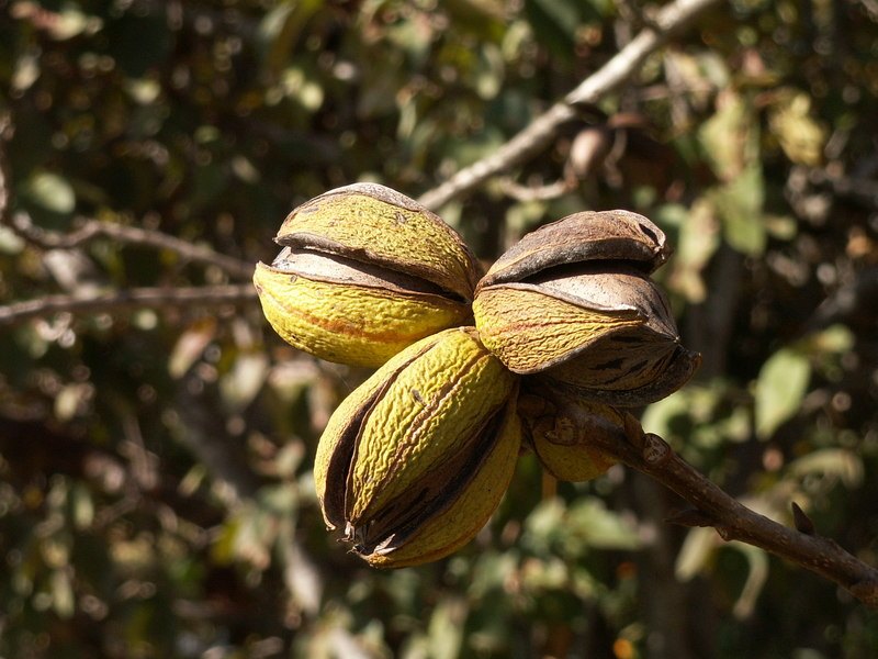 Nozes pecan no galho com o invólucro verde aberto, prontas para cair