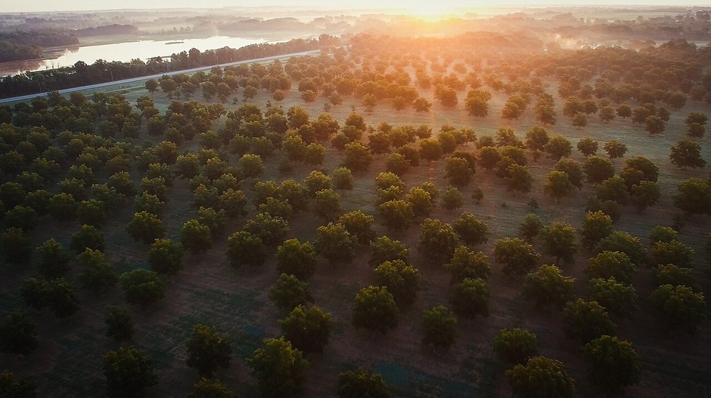 Vista aérea de um pomar adulto de nogueiras pecan no Missouri, Estados Unidos, ao pôr do sol